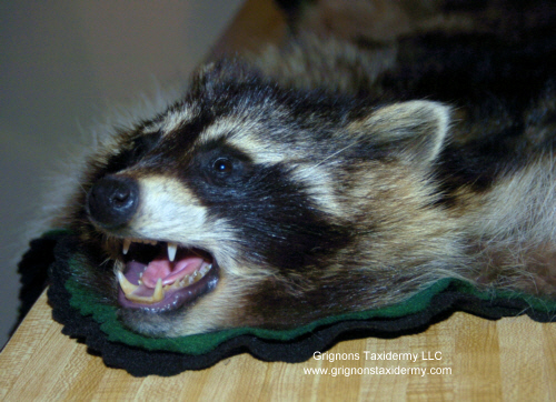 raccoon rug